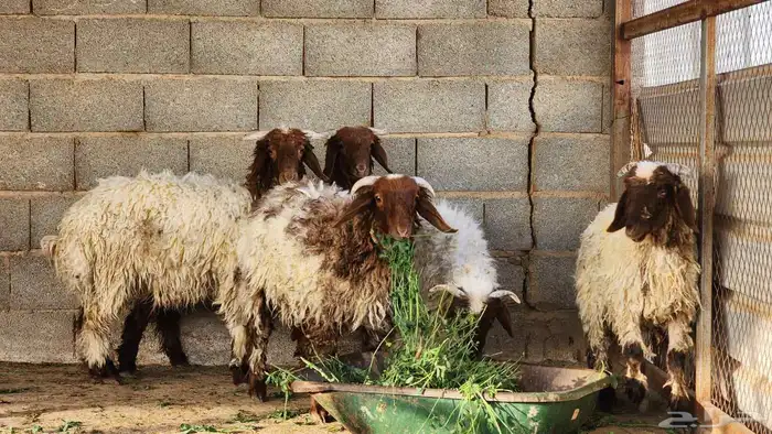 خرفان غنم نعيمي بلدي 1