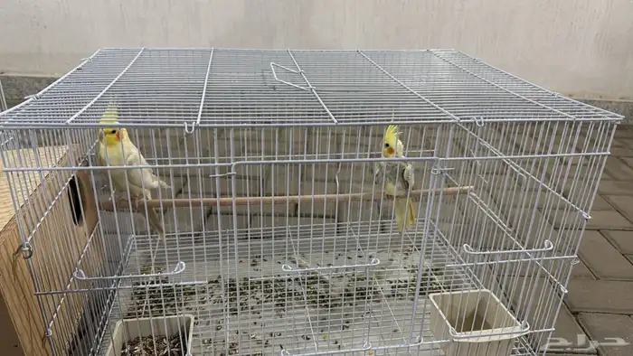 زوجين كروان 0