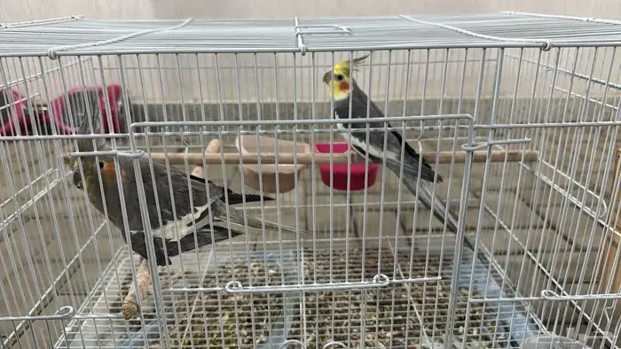 زوجين كروان 1