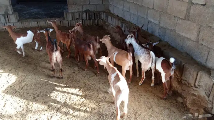 ماعز جنوبي بلدي 3