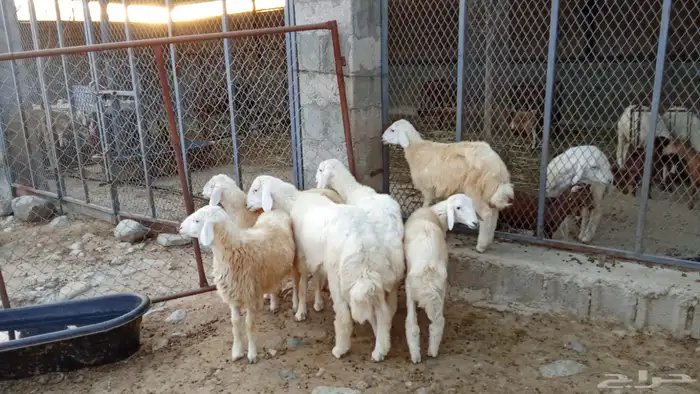 خرفان حري بلدي 2