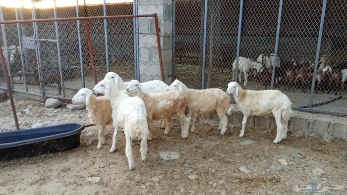 خرفان حري بلدي 3