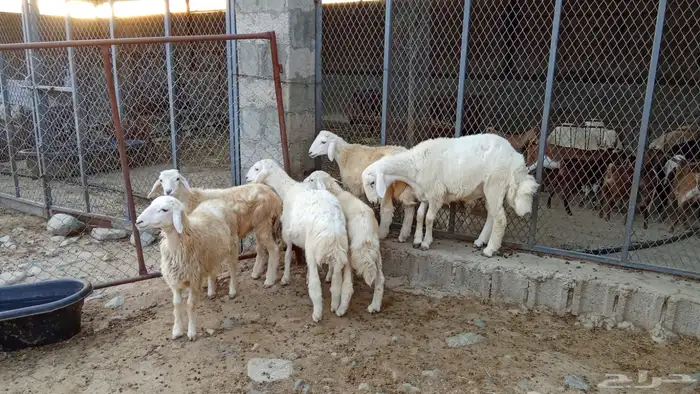 خرفان حري بلدي 0