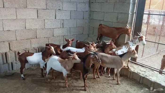 ماعز جنوبي بلدي 0