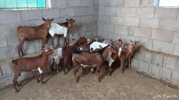 ماعز جنوبي بلدي 2