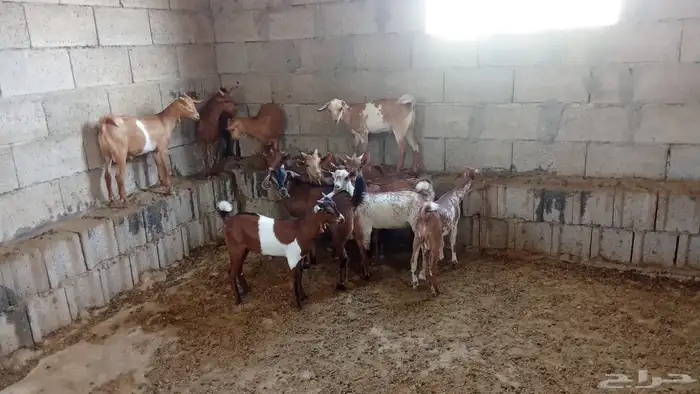 ماعز جنوبي بلدي 1