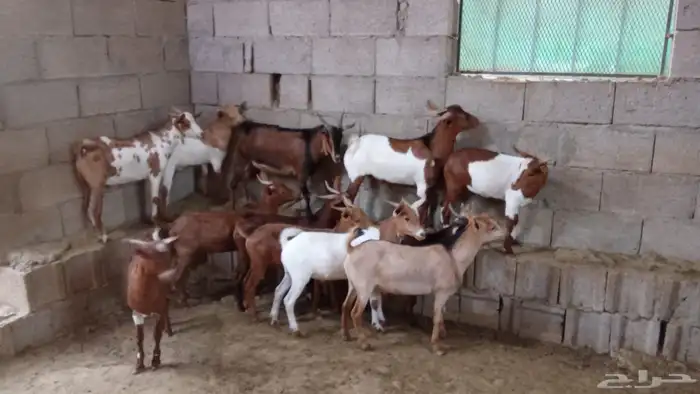 ماعز جنوبي بلدي 3