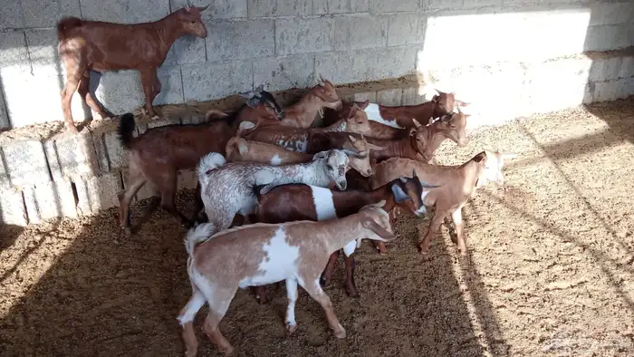 ماعز جنوبي بلدي 2