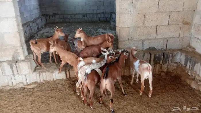 ماعز جنوبي بلدي 0