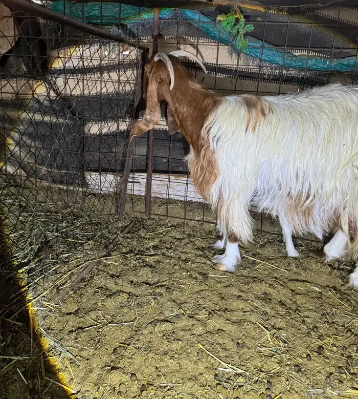 للبيع عنز طيبة متاومة 3