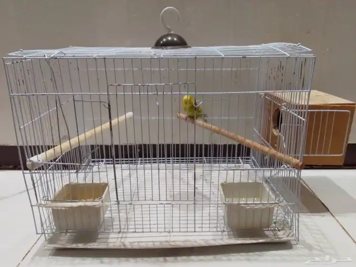 انثى بادجي 0