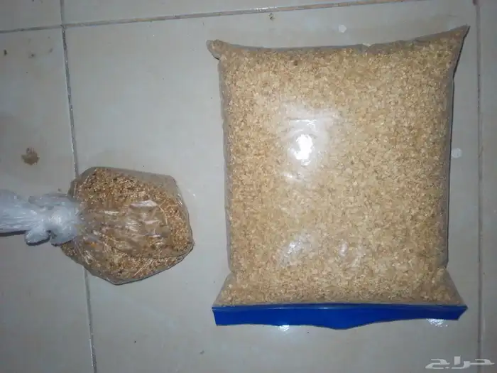 انثى بادجي 4