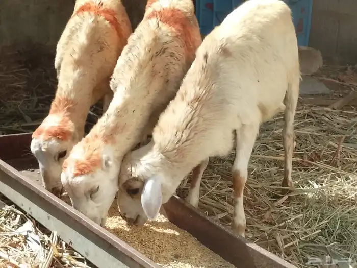 ثلاث خرفان تربيه 0