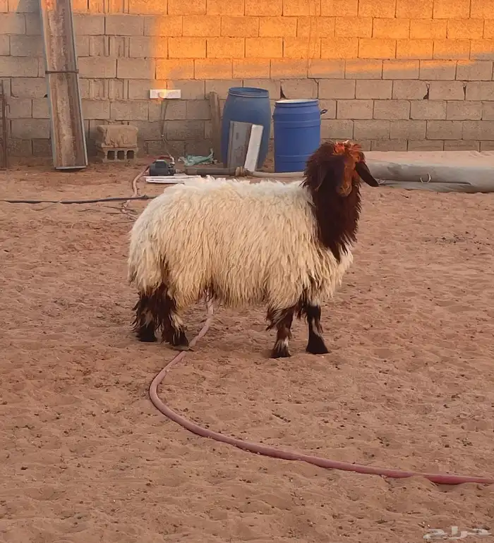 ذبائح للبيع 0