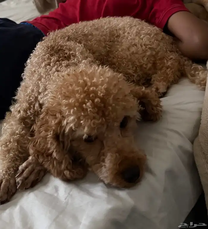 انثى ميني بودل بيور للتزاوج 1