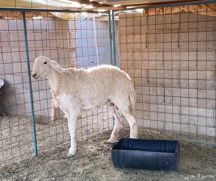 للبيع حريه ثنيه صنف 0