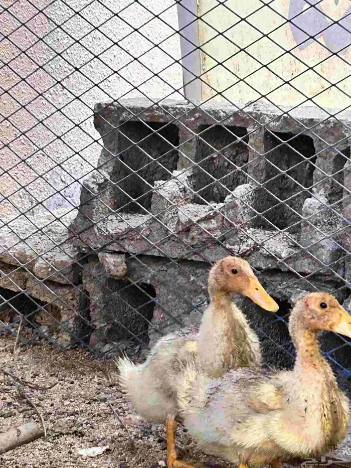 بط بكيني اسود وابيض. ... العدد 4. يصلح اكل ويصلح 0