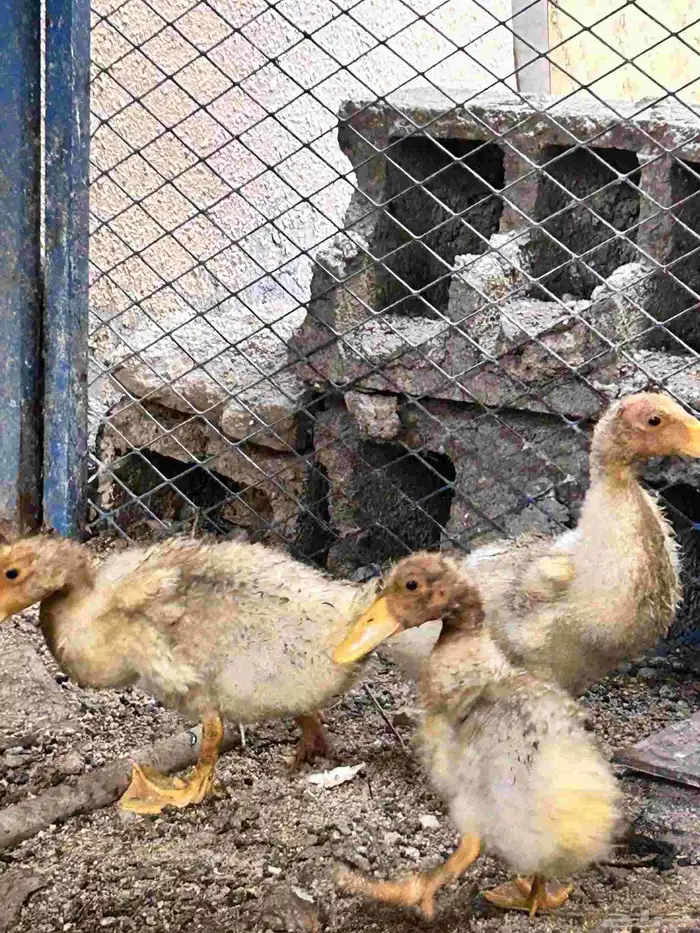 بط بكيني اسود وابيض. ... العدد 4. يصلح اكل ويصلح 1