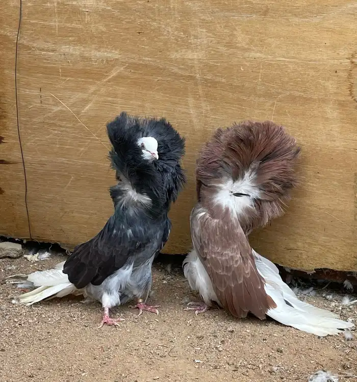 حمام جاكوبين للبيع 6