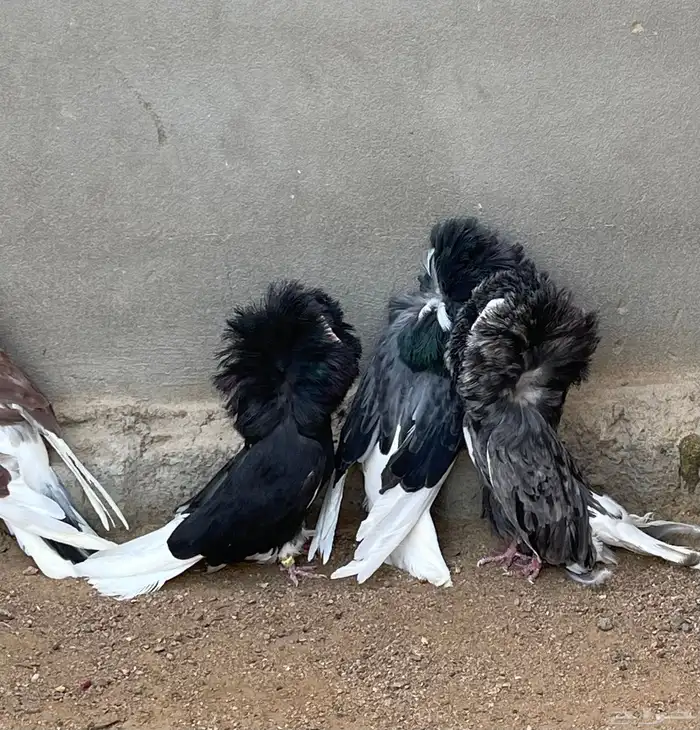 حمام جاكوبين للبيع 9