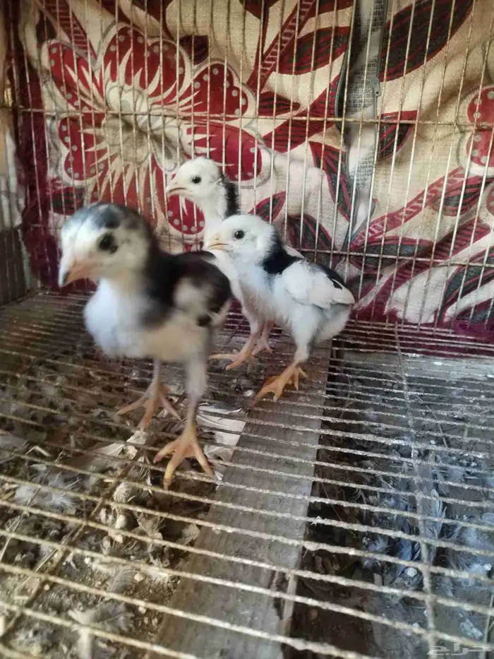 نعرض لكم شامو ألماني العدد 3 1