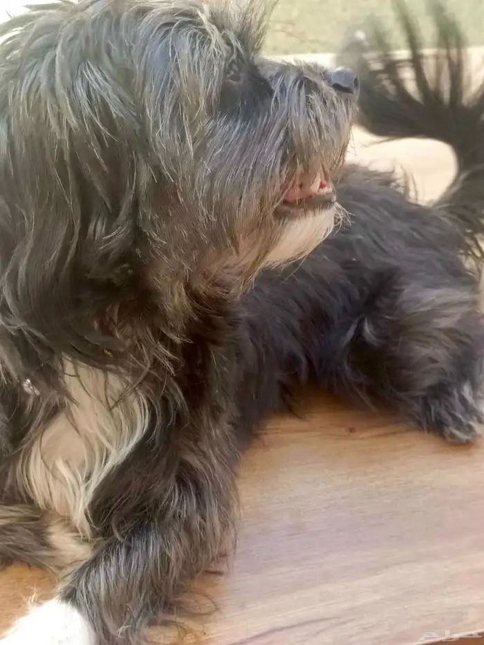 كلب مالتيز جميل ولعوب جدا واجتماعي لبيع بسعر رمزي جدا 0