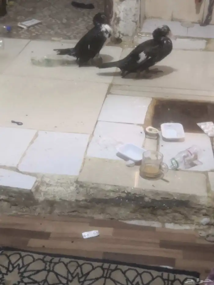 جوز بط مصري 1