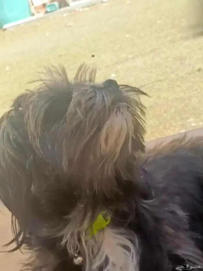 كلب مالتيز جميل ولعوب جدا واجتماعي لبيع بسعر رمزي جدا 4