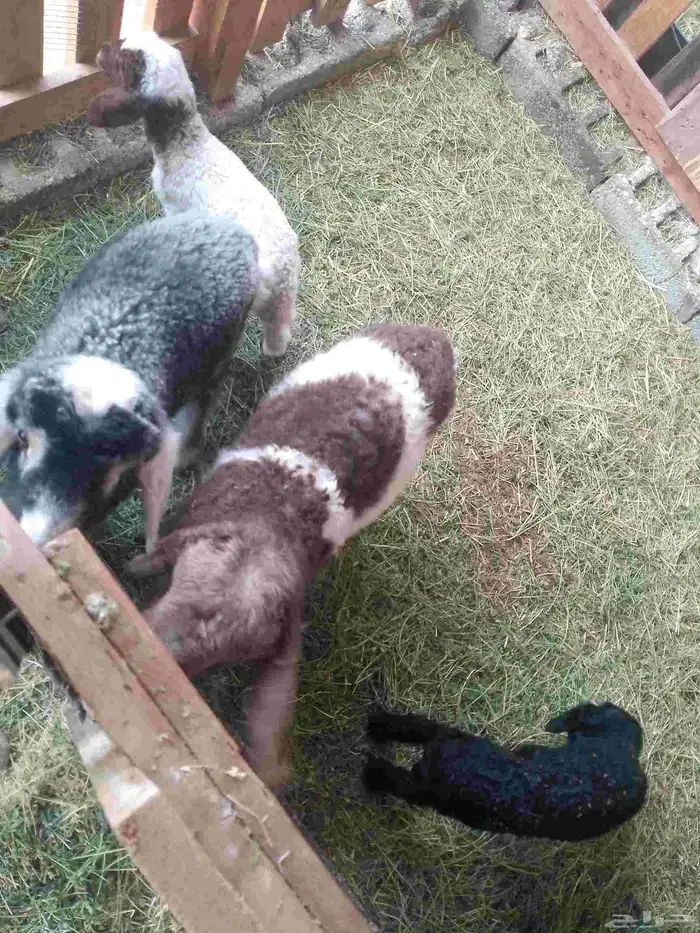 دواغير شرط100 رواضيع يرضع من اي عنز 4