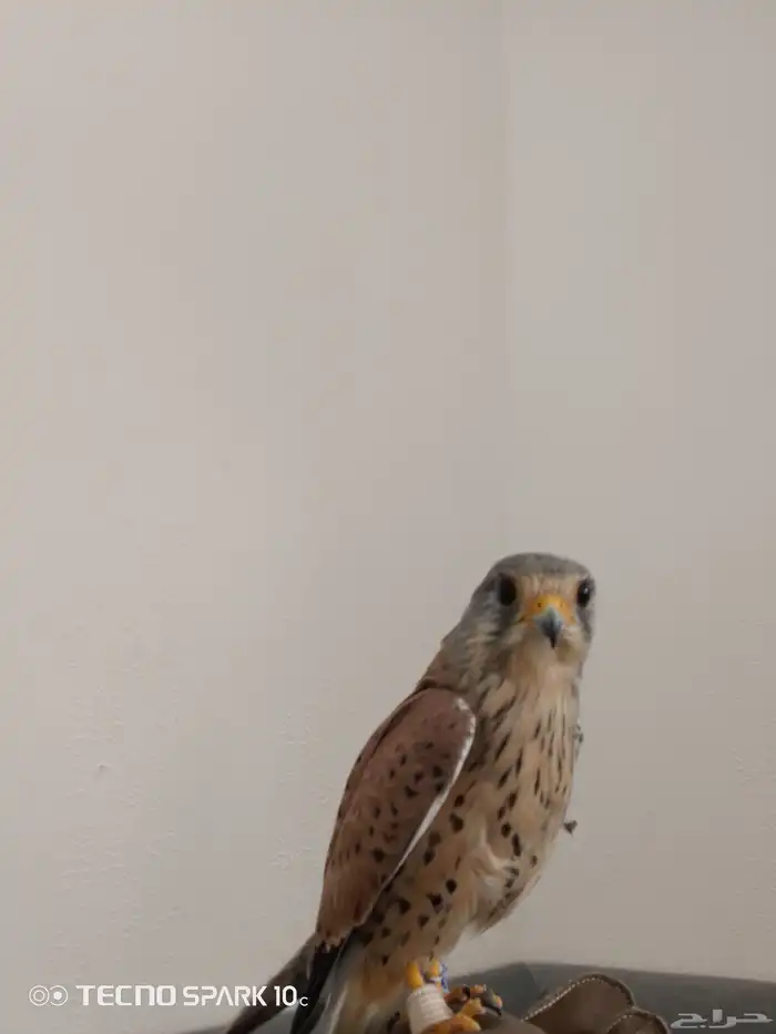 شبوط باشق البيع 1