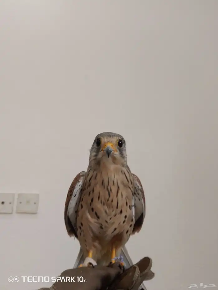 شبوط باشق البيع 0