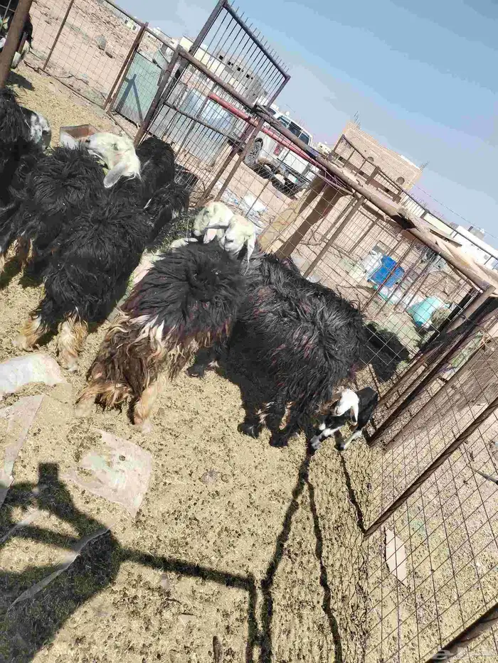 غنم ضان نجد العدد 15 0