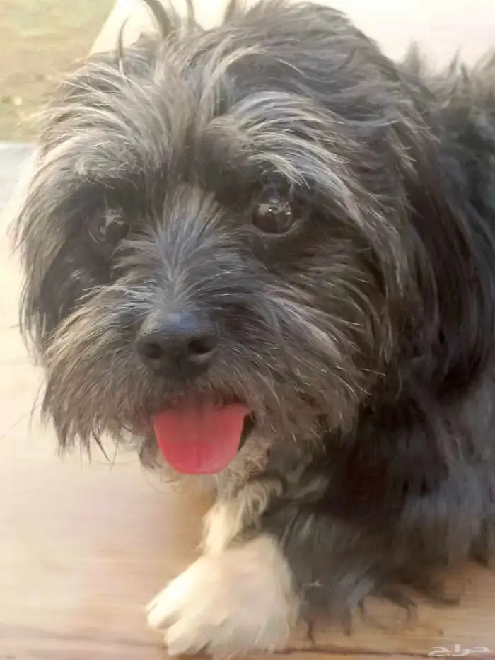 كلب مالتيز جميل ولعوب جدا واجتماعي لبيع بسعر رمزي جدا 3