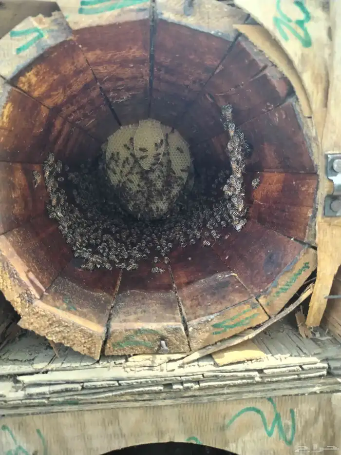 نحل للبيع قوي وريشه 0