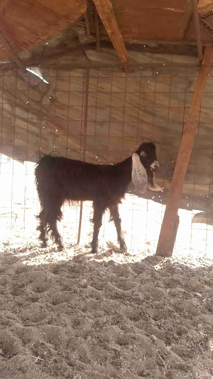 عنز جفره لبيع 0