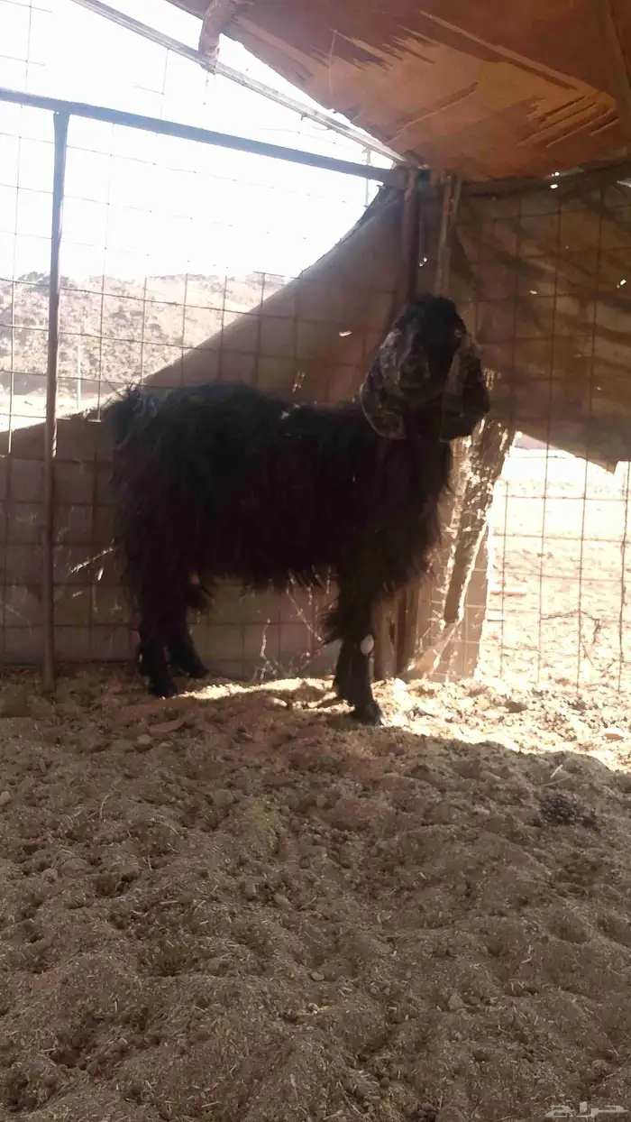 عنز جفره لبيع 1