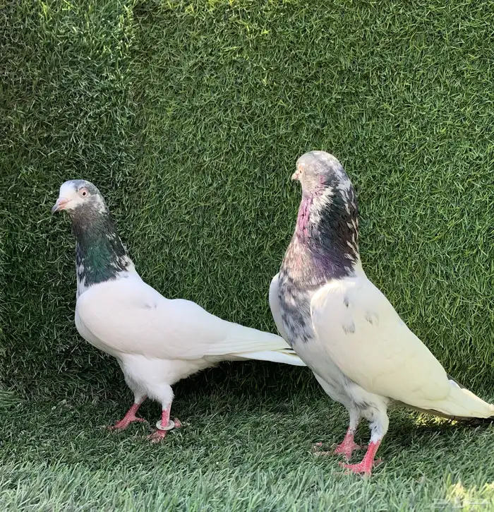 زوج تيدي تم البيع)) 3