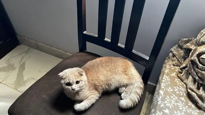 قط ذكر سكوش فول 1