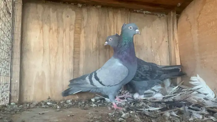 اناثي قطايف 0