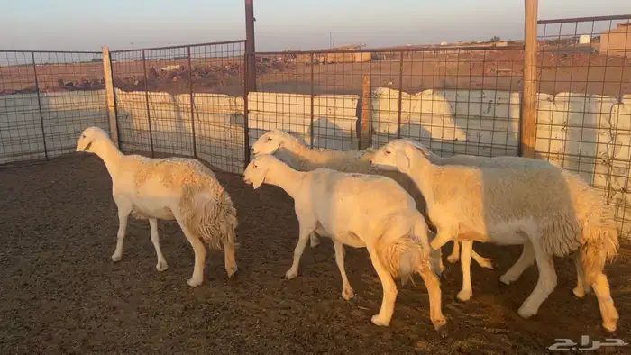 5 غنم حريات طيبات واشباب 0