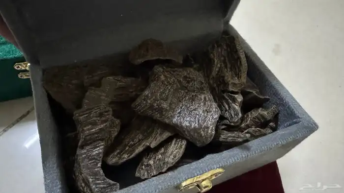 عود كلمنتان طبيعي محسن 1