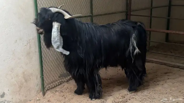 تيس عارضي كفو 6