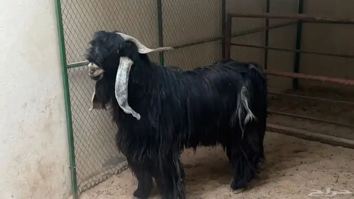 تيس عارضي كفو 7