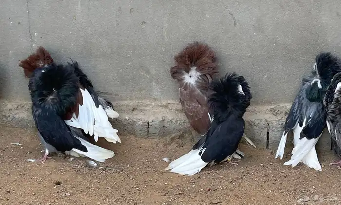 حمام جاكوبين للبيع 8