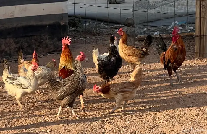 دجاج بلدي بياض 1