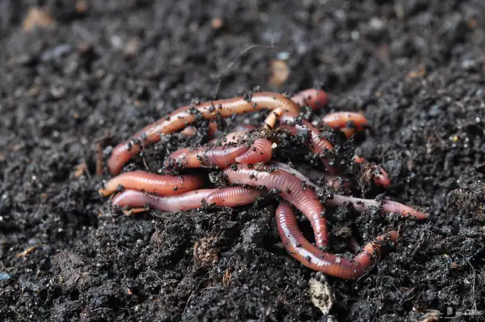 دودة الارض 3