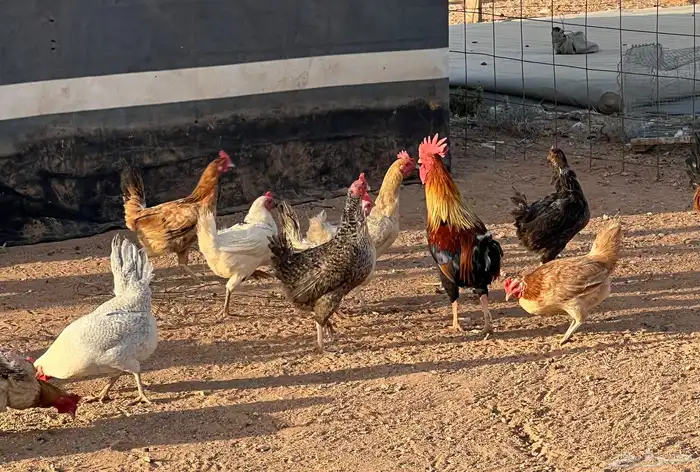 دجاج بلدي بياض 0