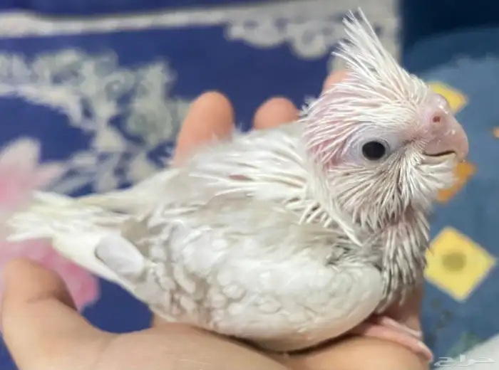 فروخ كروان تايقر هولندي 0