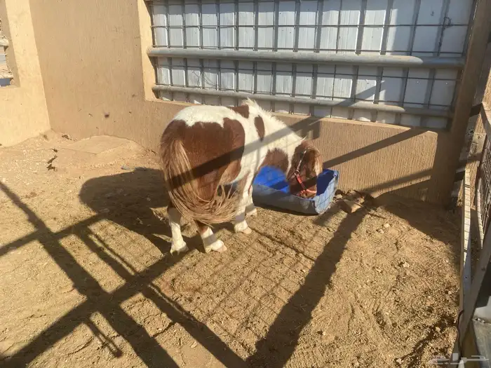 للبيع 2 أحصنه واحد سيسي البيع جمله او تفريد 3