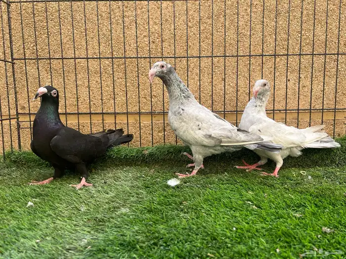 زوج مراسيل بولده 0